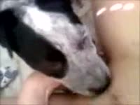 Dog eat and licks the pussy of kinky babe